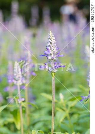 Salvia flower in the garden  19255797