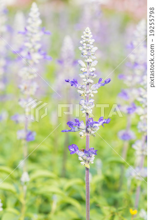 Salvia flower in the garden Salvia flower in the garden 19255798