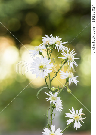White cutter flower White cutter flower 19255824