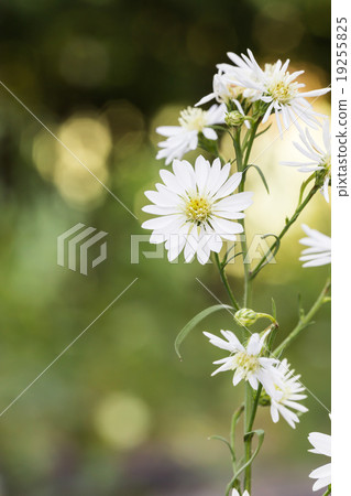 White cutter flower 19255825