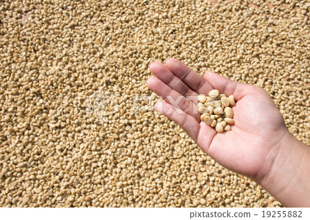 Dry coffee beans in hand on dry coffee background 19255882