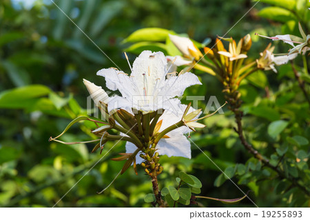 Bauhinia winitii Craib flower on vine 19255893