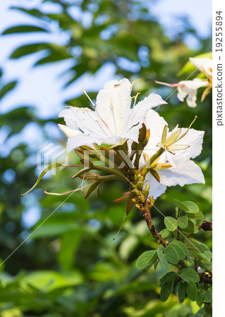 Bauhinia winitii Craib flower on vine Bauhinia winitii Craib flower on vine 19255894