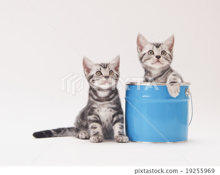 Bucket and two kitten 19255969