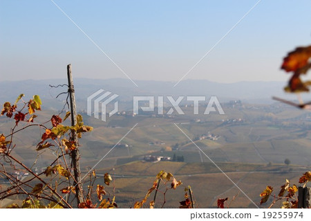 Barolo grape tree Barbera 19255974