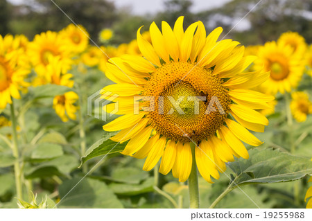 Bright yellow sunflowers and bee in the farm Bright yellow sunflowers and bee in the farm 19255988