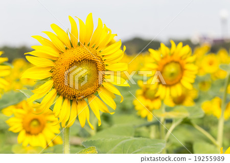 Bright yellow sunflowers and bee in the farm Bright yellow sunflowers and bee in the farm 19255989