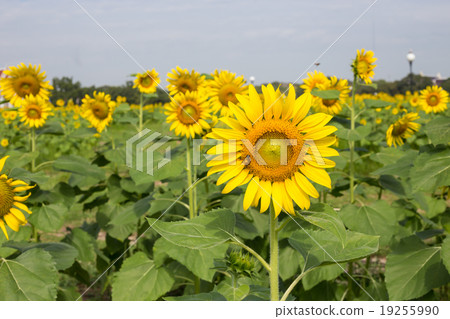 Bright yellow sunflowers and bee in the farm Bright yellow sunflowers and bee in the farm 19255990