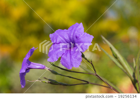 Purple ruellias flower 19256134