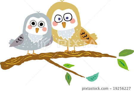A couple of owls 19256227