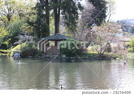 達尼丁植物園池塘 19256400