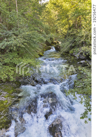 Vintgar gorge and rapid river Radovna. Bled,Slovenia. 19256477