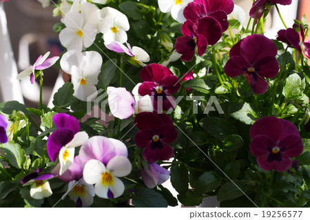 Viola flowers growing on the veranda 19256577