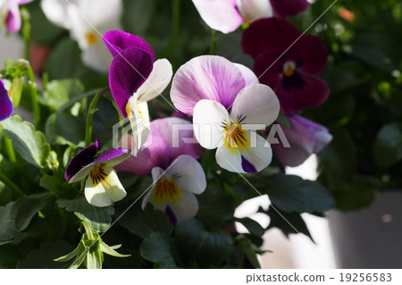 Viola flowers growing on the veranda 19256583