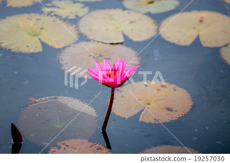 red water lily or red lotus red water lily or red lotus 19257030