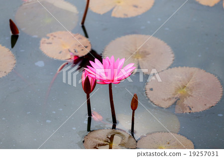red water lily or red lotus red water lily or red lotus 19257031