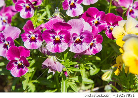 pansy, flower bed bloom in the garden. pansy, flower bed bloom in the garden. 19257951