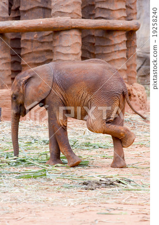 Baby elephant Baby elephant 19258240