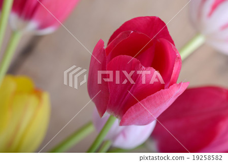 red tulips and yellow flower tulip 19258582
