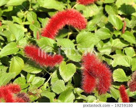 Cats tail / Hibiya Park Cats tail / Hibiya Park 19259180