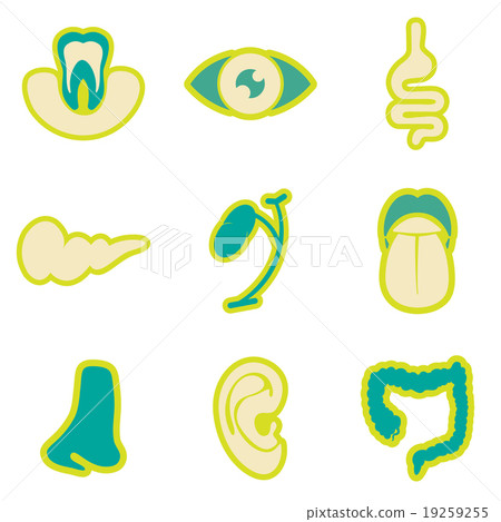 Icon of assembly internal organs in flat style Icon of assembly internal organs in flat style 19259255