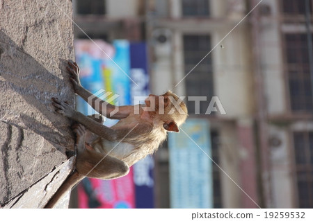 A young monkey 19259532