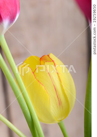 red tulips and yellow flower tulip 19259650