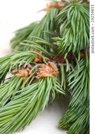 Fir-needle tree branches composition Fir-needle tree branches composition 19259655