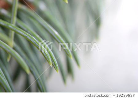 Close-up of a Christmas tree Close-up of a Christmas tree 19259657