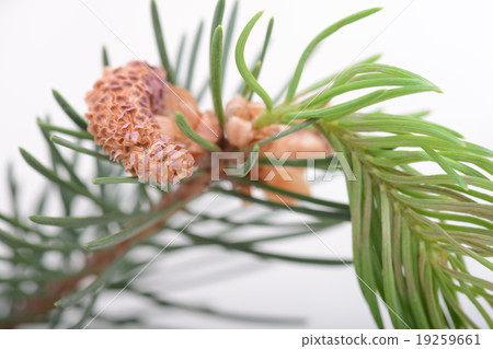 Fir-needle tree branches composition 19259661