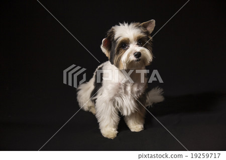 Puppy 19259717