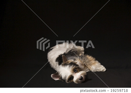 Puppy Puppy 19259718