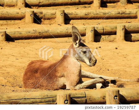 紅袋鼠/多摩動物園公園 19259787