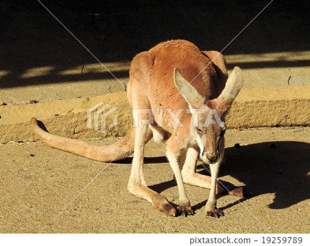 紅袋鼠/多摩動物園公園 19259789