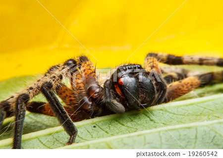 Spider on green leaf Spider on green leaf 19260542