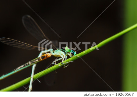 A blue and black dragonfly A blue and black dragonfly 19260567