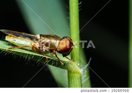 Insect on green grass Insect on green grass 19260568