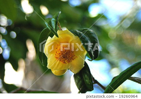 Goldengaka Goldengaka 19260964