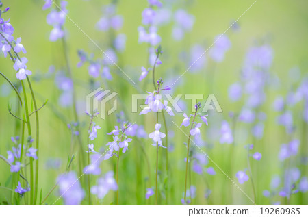 Matsubaun Run 19260985