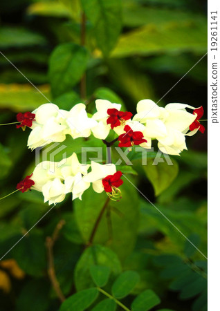 Genpeikusagi Genpeikusagi 19261141