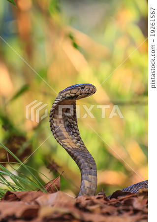 close up  Monocellate Cobra 19261567