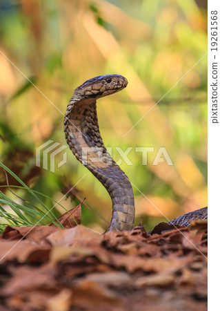 close up  Monocellate Cobra 19261568