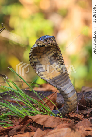 close up  Monocellate Cobra 19261569