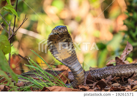 close up Monocellate Cobra close up Monocellate Cobra 19261571