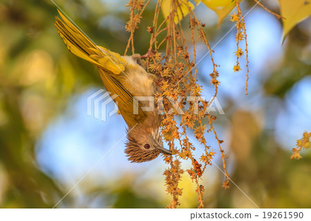 Mountain Bulbul ( Ixos mcclellandii ) in nature Mountain Bulbul ( Ixos mcclellandii ) in nature 19261590