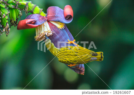 Streaked Spiderhunter bird Streaked Spiderhunter bird 19261607