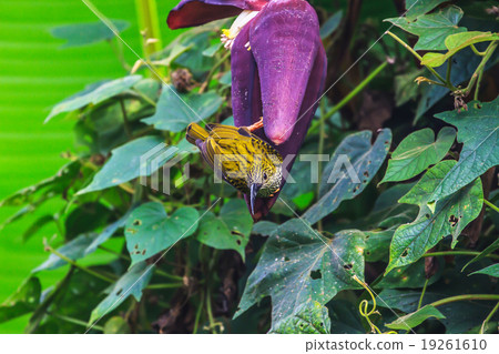 Streaked Spiderhunter bird Streaked Spiderhunter bird 19261610
