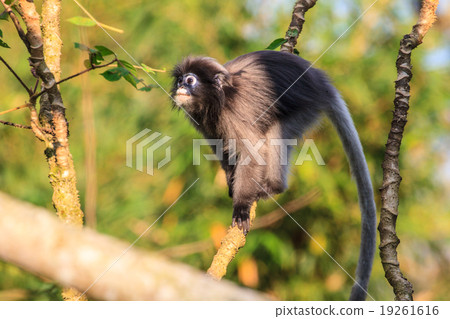 Dusky Langur sitting on tree branch 19261616
