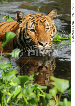 Tiger swimming in water with aquatic plants 19262540