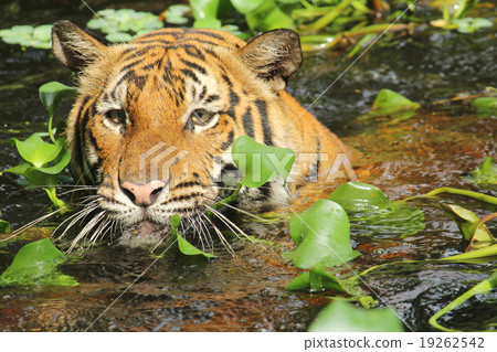 Tiger swimming in water with aquatic plants 19262542